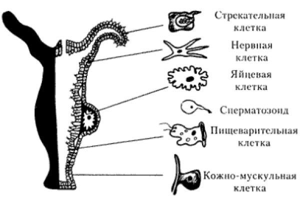 Зеркало kraken тор ссылка рабочее